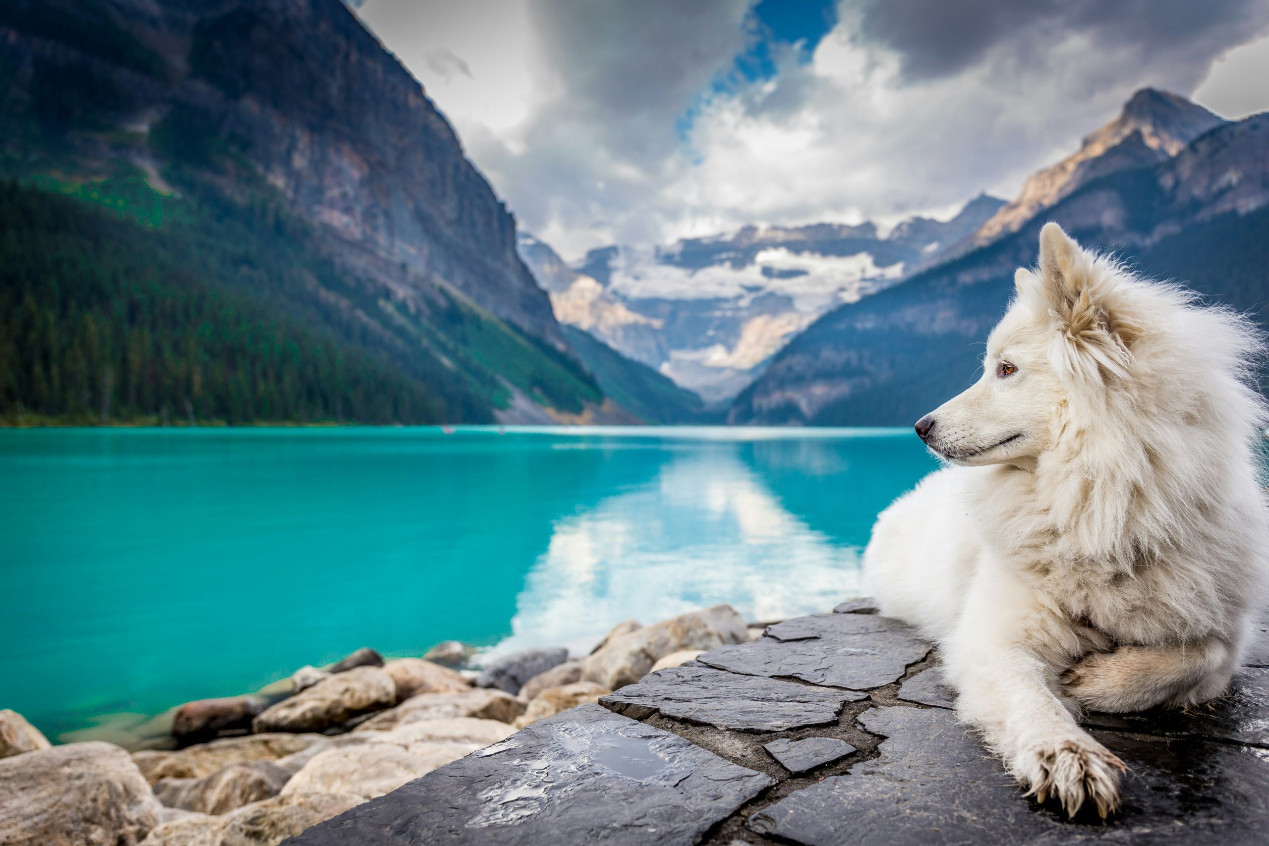 Top Dog-Friendly Parks in Calgary 